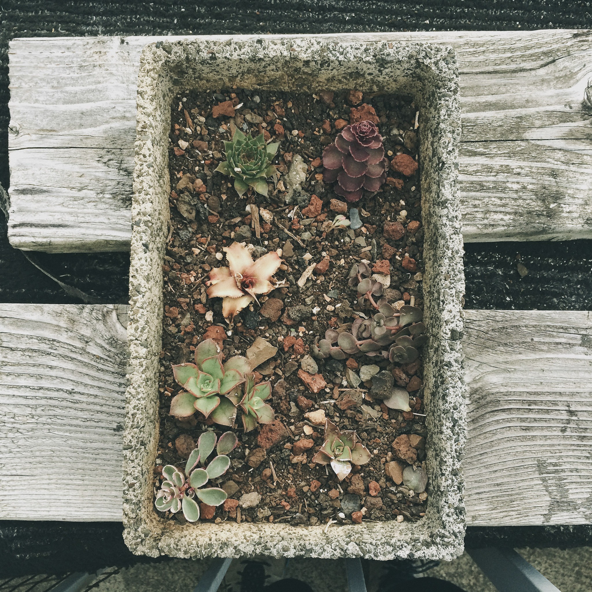 Mini Plants