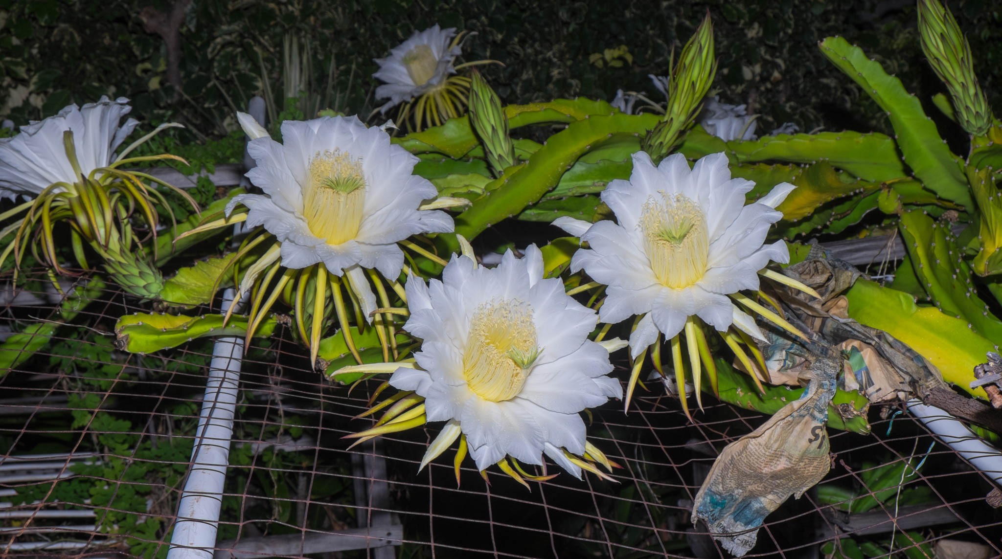 DSCF4107.jpg