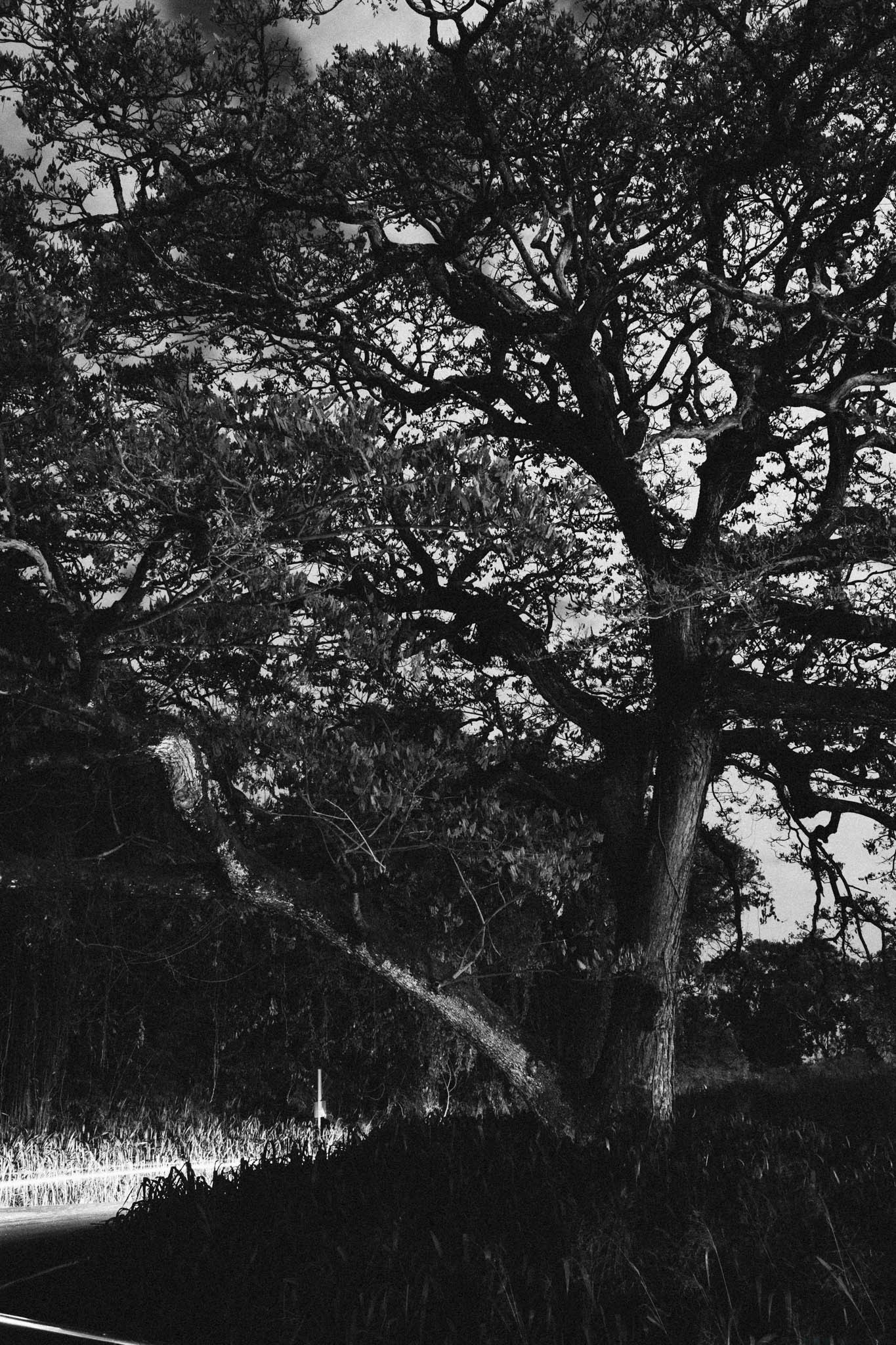 Tree by the side of the raod