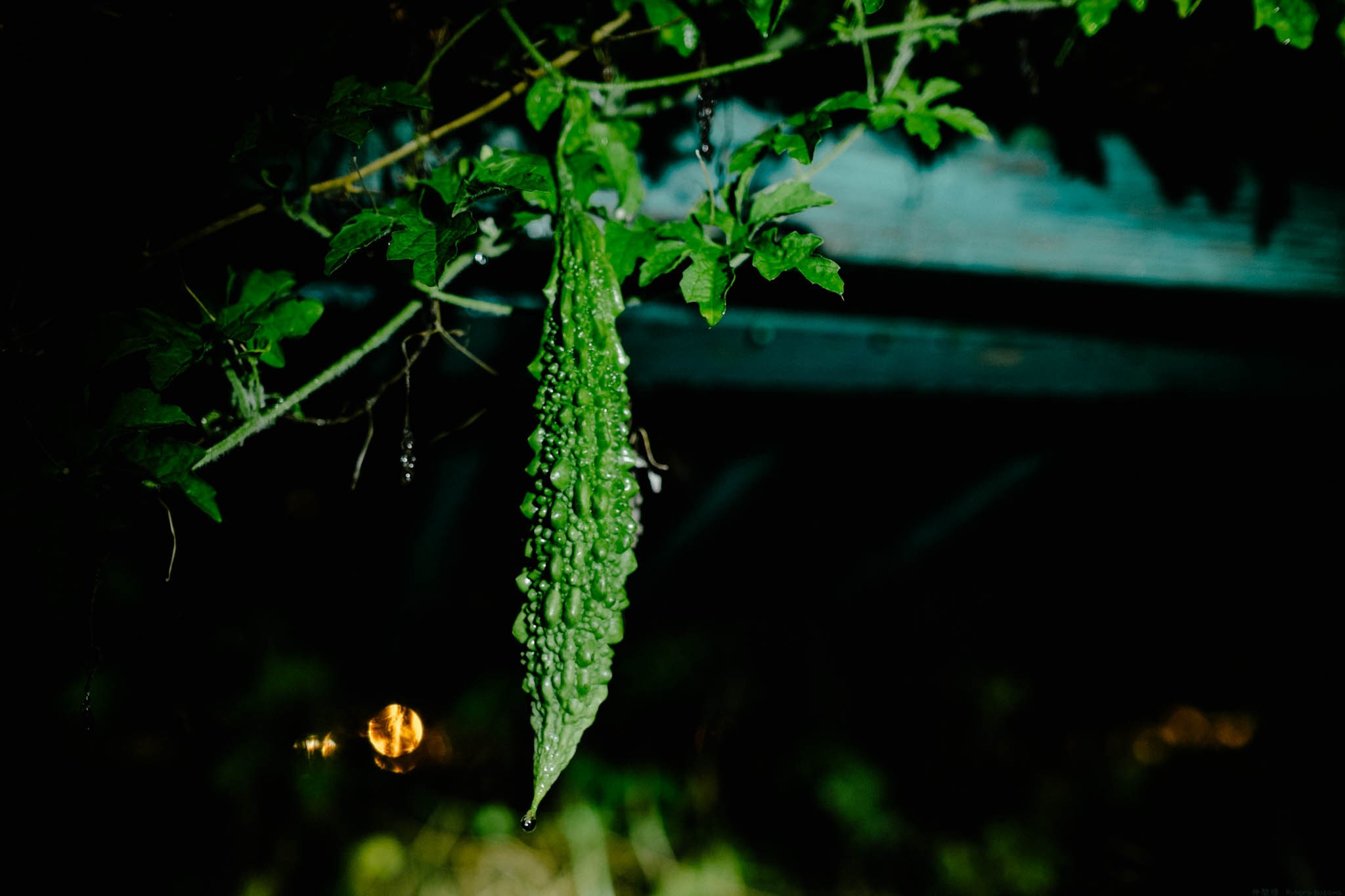 Bittermeleon at night