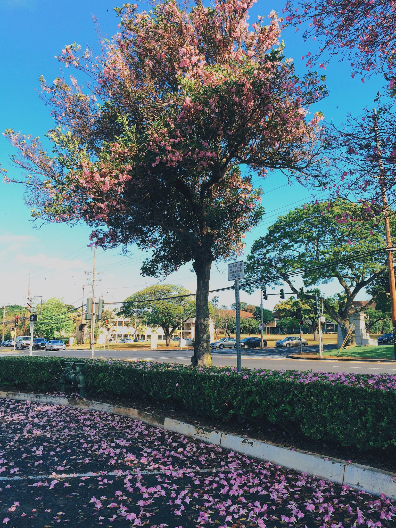Flower Pollution