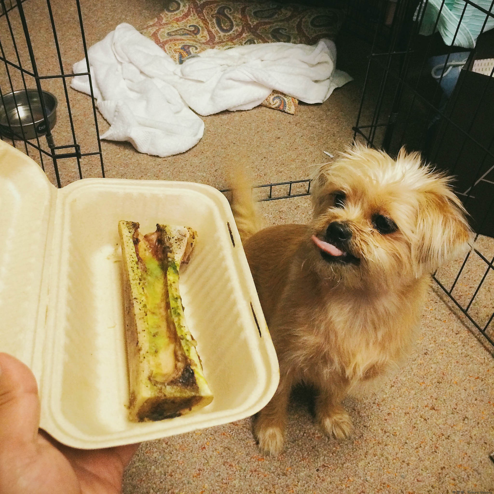 Kona wants her bone