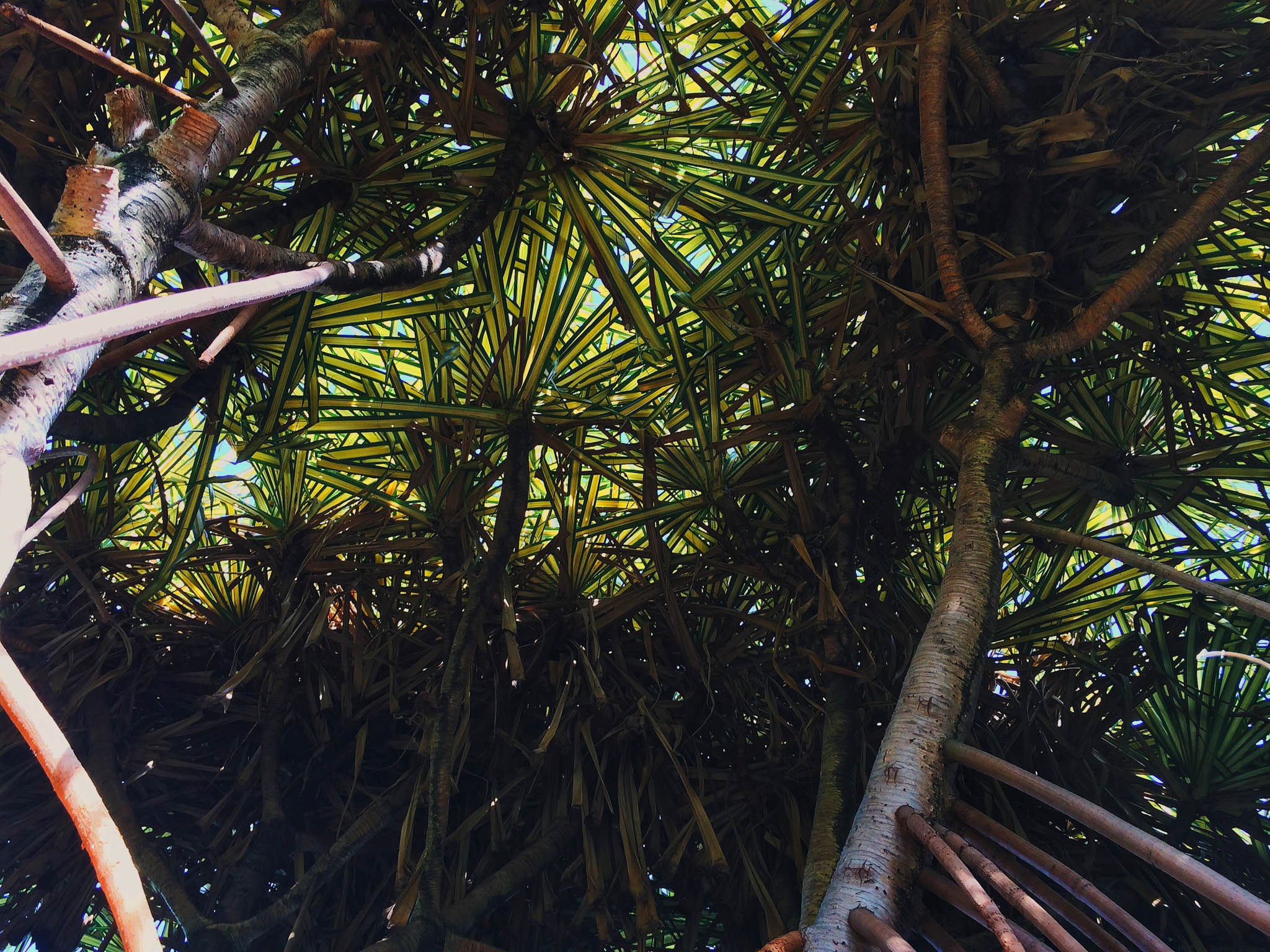 Looking up a Lau Hala Tree