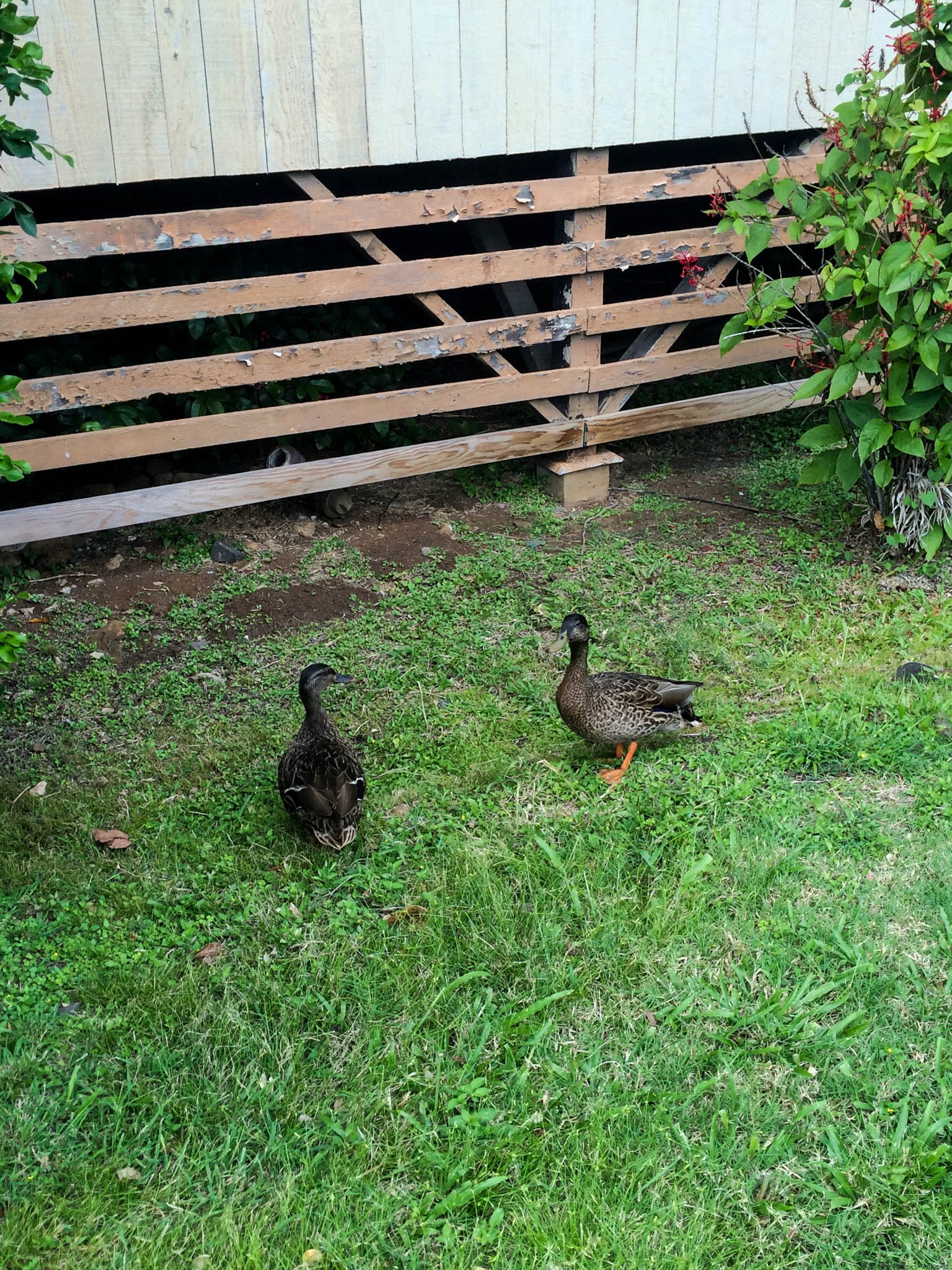 Ducks hanging out by my office
