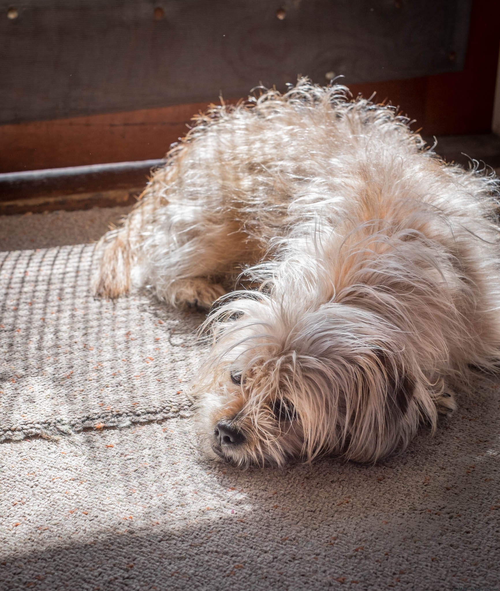 Lazy Saturday for Kona