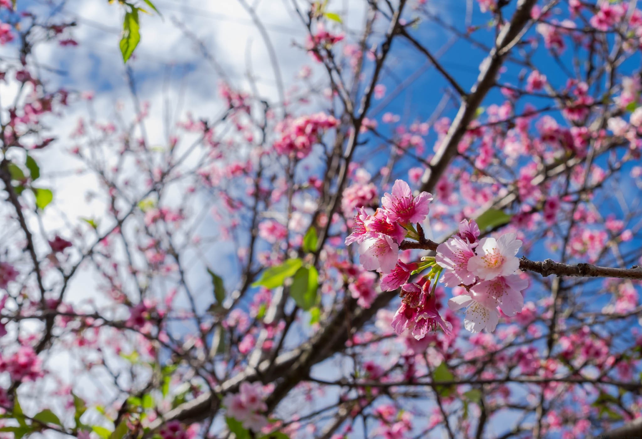 Sakura in Bloom