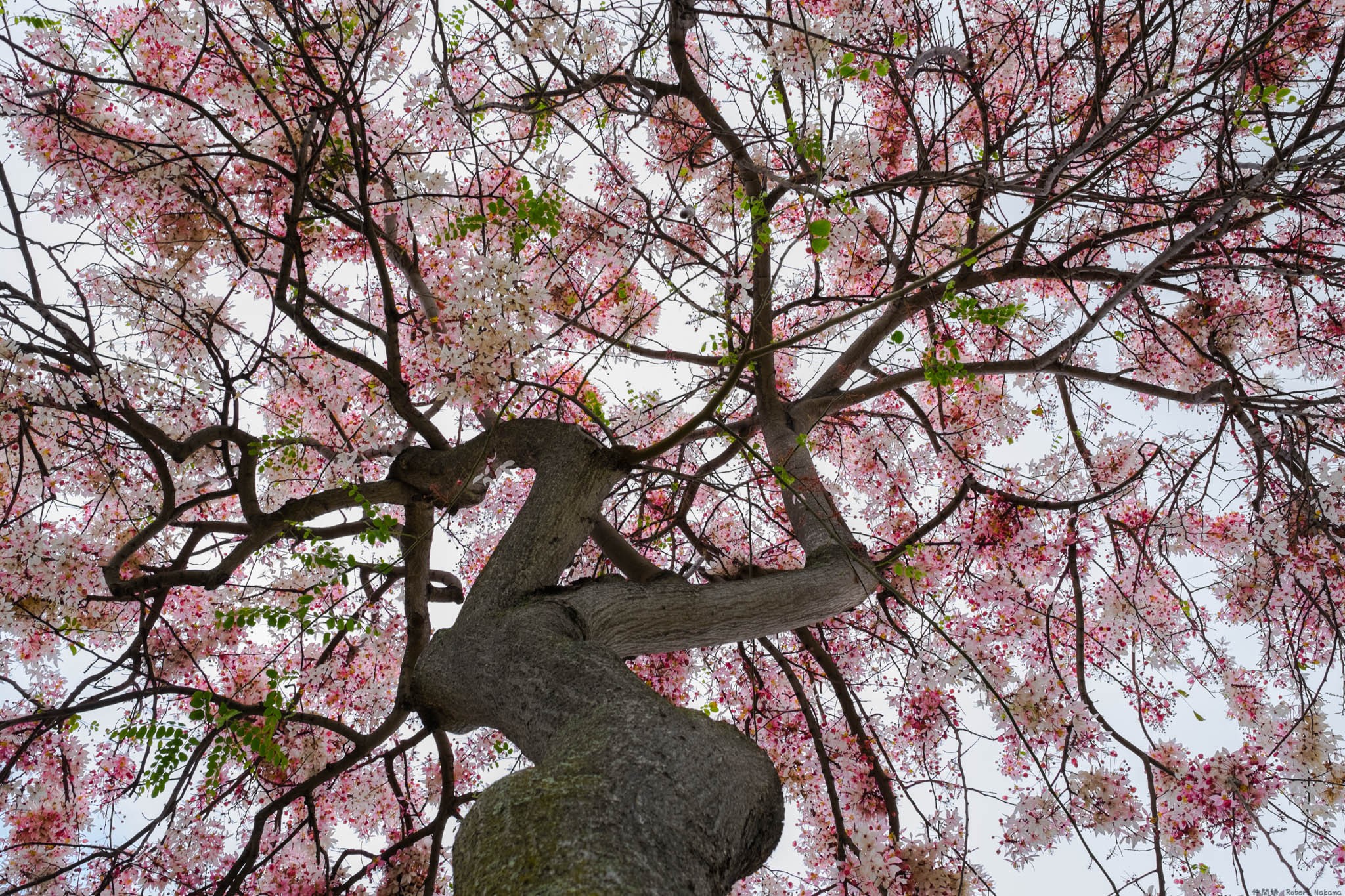 Beneath the Pink Shower Tree