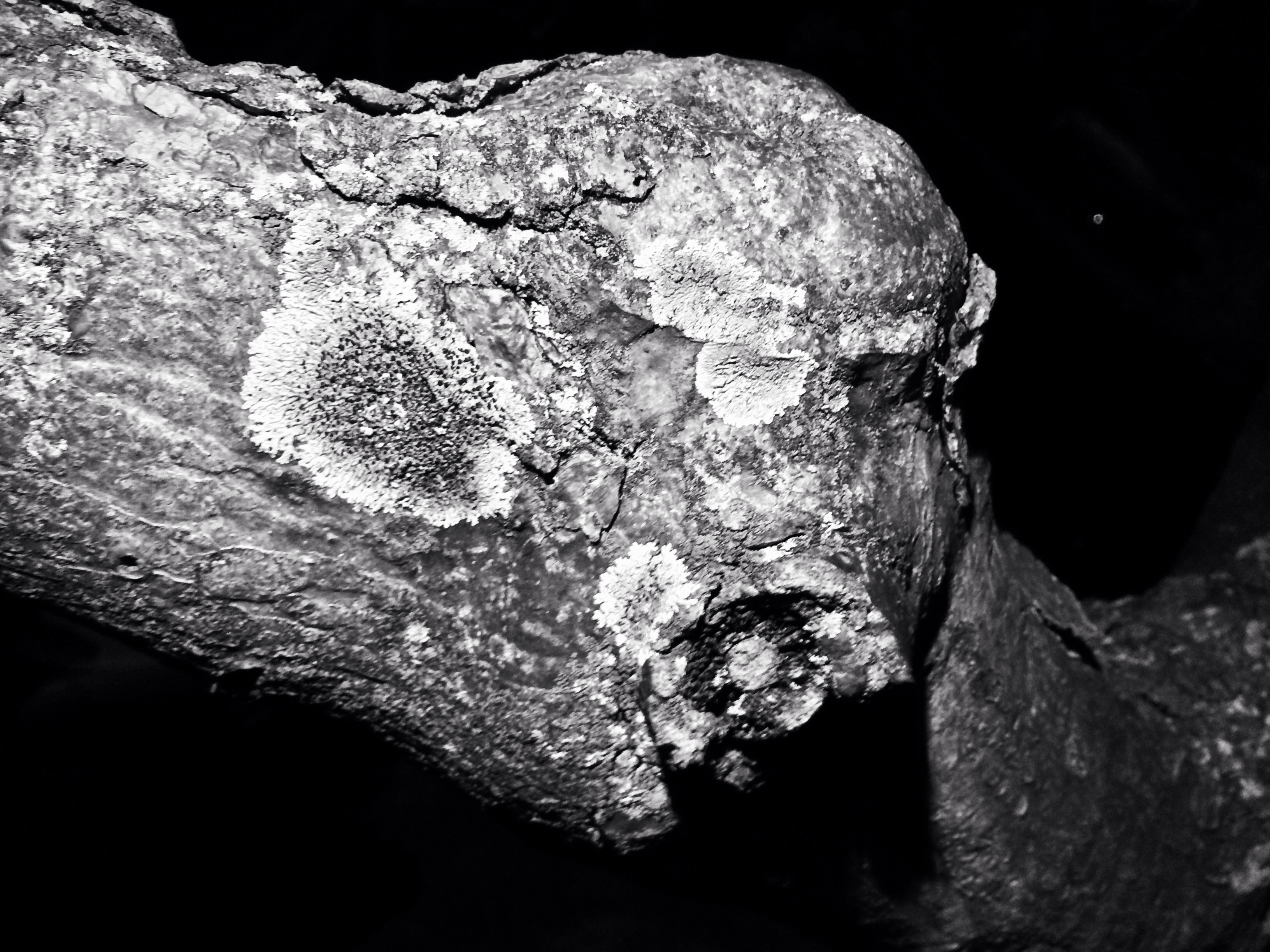 Tree Mold