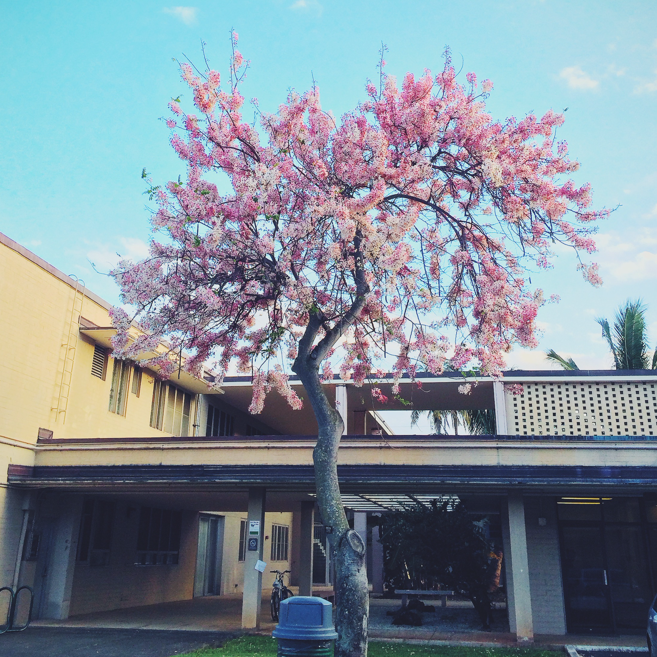 Pink Shower Tree
