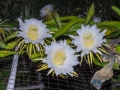 DSCF4107.jpg
