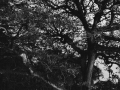 Tree by the side of the raod