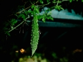 Bittermeleon at night