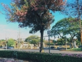 Flower Pollution
