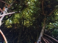 Looking up a Lau Hala Tree