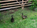 Ducks hanging out by my office