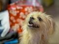 Kona