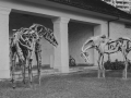 Wooden Horses Outside of the Honolulu Museum of Art