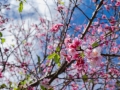 Sakura in Bloom