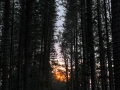 The Light at the End of the Path