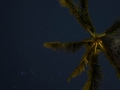 Look Up at the Stars