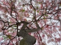 Beneath the Pink Shower Tree
