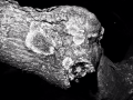 Tree Mold